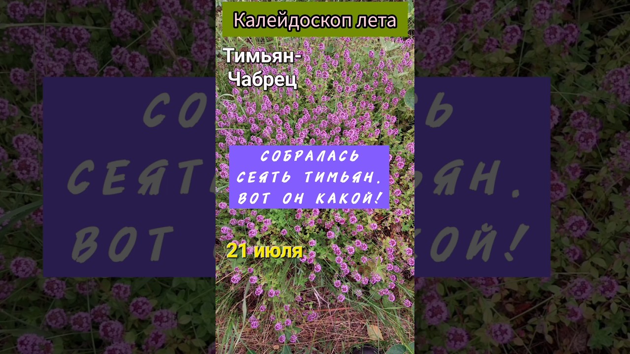 Тимьян или чабрец?Целебный калейдоскоп... Как применять?