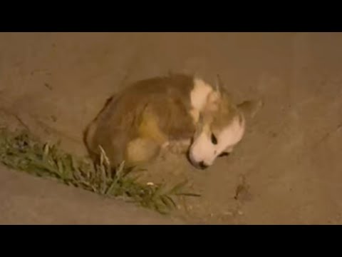 видео: Lying motionless in the parking lot, the puppy could not stand up because of hunger and fever