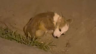 Lying motionless in the parking lot, the puppy could not stand up because of hunger and fever