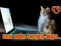 Коты тоже любят смотреть милые видео.