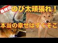 【最終回】保健所出身野犬？野良？のび太くん第二の犬生に向けて卒業。幸せになぁ〜れ‼️
