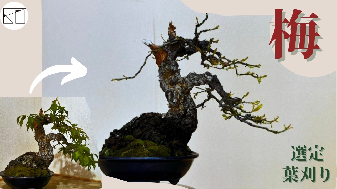 梅の手入れができる季節になりました。【Ume】plum tree