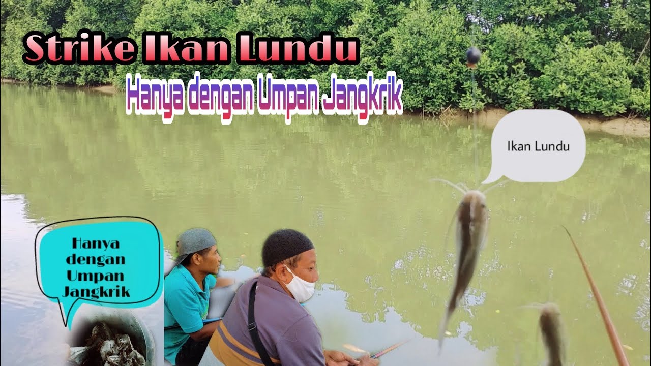 Mancing dengan umpan Jangkrik