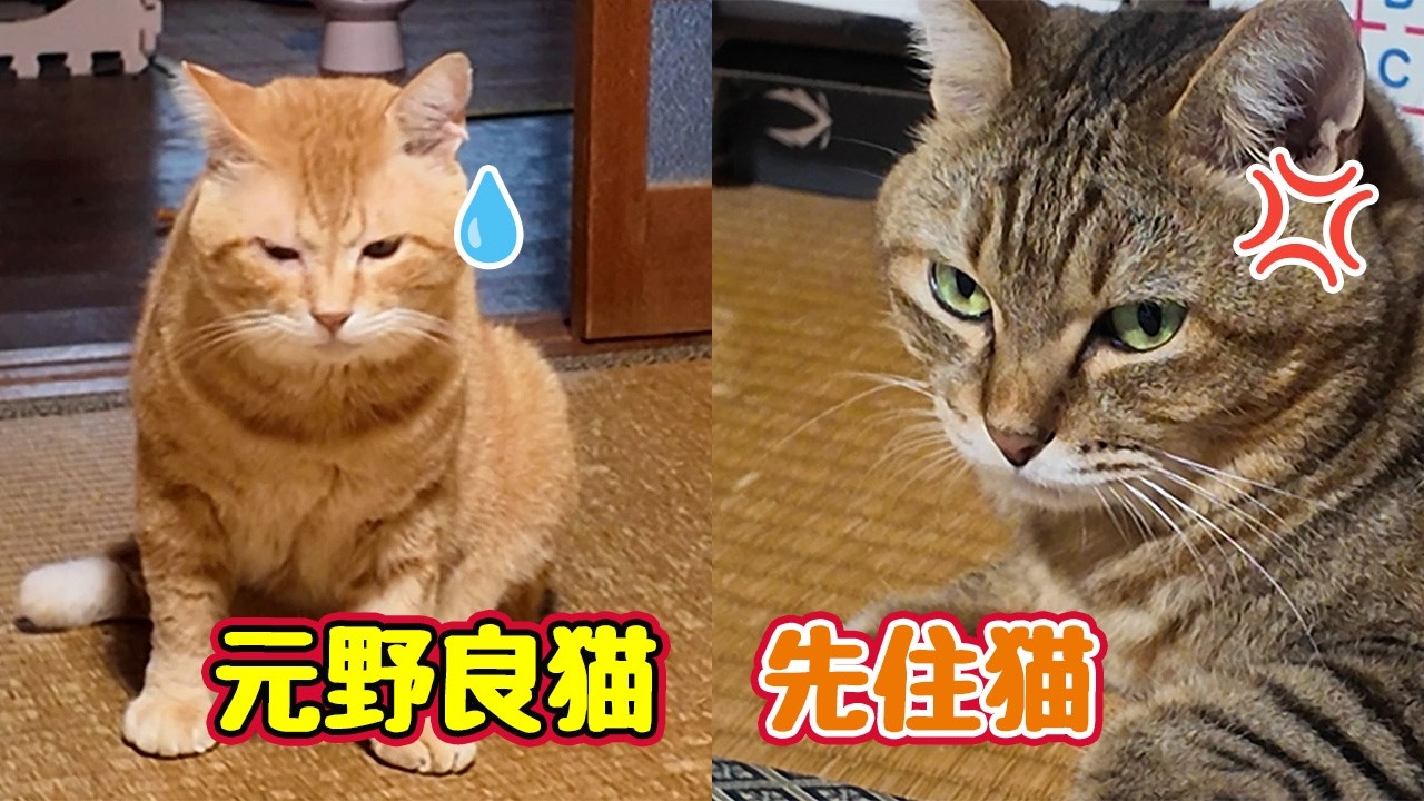 【ねこちゃんさま専用】10 88 53 14 84 87 111 YouTube