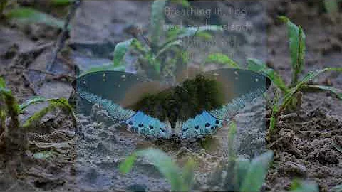 Meditacion. Sesin 2 Vipassana