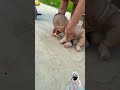 😍Cute baby laughing🤣 | Funny Baby #laughing #cute #shorts #viral #stylish
