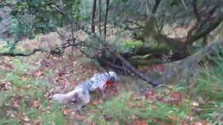 CAZANDO BECADAS EN CANTABRIA CON DENDABERRI GARA (GI)