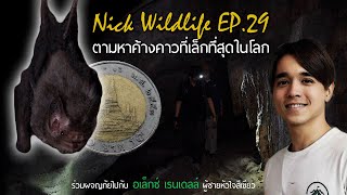 Nick Wildlife EP.29 ตามหา "ค้างคาวที่เล็กที่สุดในโลก!!!"