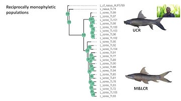 Genome wide markers & 3D Geometric Morphometrics Reveal Hidden Structure in Labeo sorex