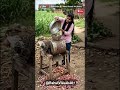 #OnionHack #VillageLife 😱 इतने सारे प्याज मिनटों में छील दिए! #shorts