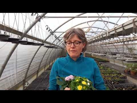 Video: Come coltivare le primule perenni all'aperto