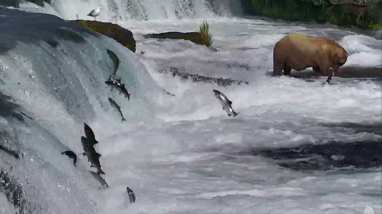 Insane Salmon At Brooks Falls, Katmai Alaska 13 July 2016 YouTube
