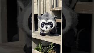 THE JIMOTHY PLUSHIE IS HERE 🦝🥺
#youtooz #jimothy #jimothyraccoon #raccoon #plushie #shorts #memes #meme #animals #animal #animalshorts
https://youtooz.com/products/jimothy-plush-9-inch THE JIMOTHY PLUSHIE IS HERE 🦝🥺