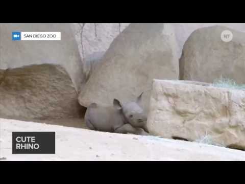 პატარა მარტორქა