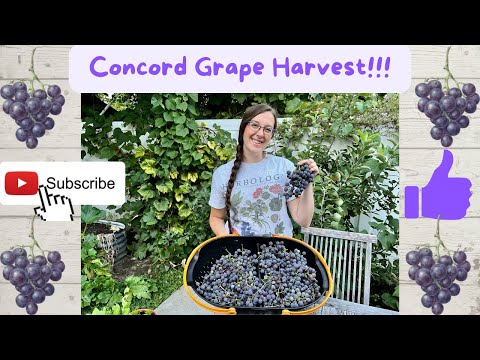 Concord Grape Harvest!!!