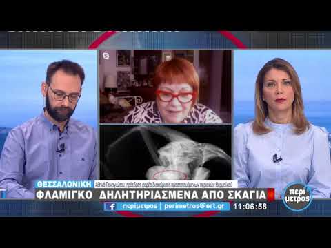 Φλαμίνγκο δηλητηριασμένα από