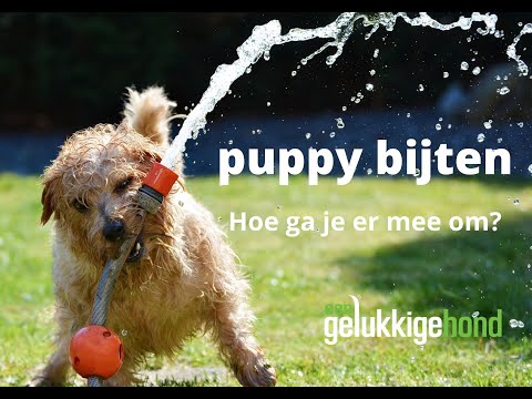 Puppy bijten, hoe ga je er mee om?