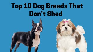 Top 10 Dog Breeds That Don't Shed by Pet Fix 259 views 2 years ago 7 minutes, 38 seconds