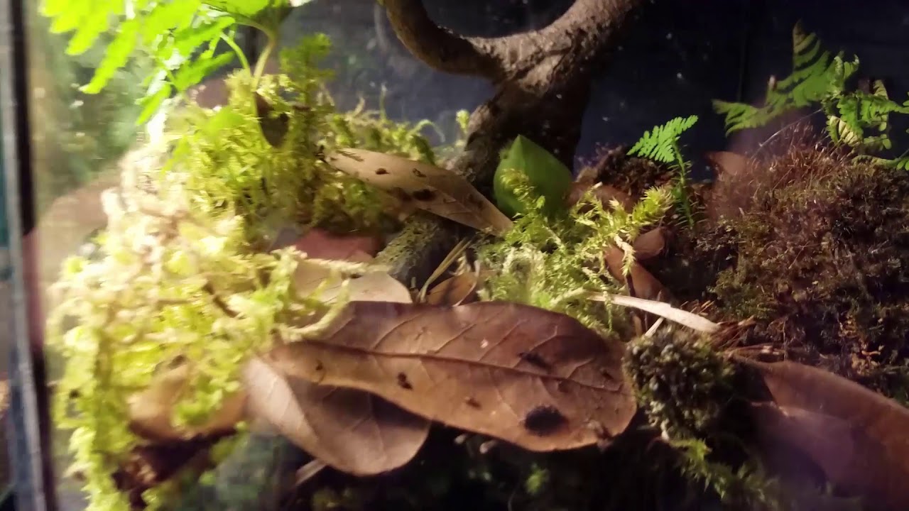 snake oil Toad, Salamander and Frog update!!!!
