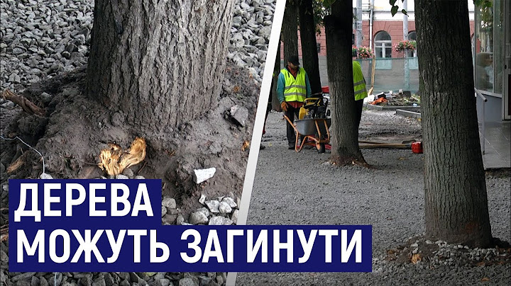 У Житомирі на Театральній дерева, яким підрубали коріння під час будівельних робіт, можуть загинути