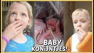 ER ZiJN BABY KONiJNTJES GEBOREN!  | Bellinga Vlog #2468