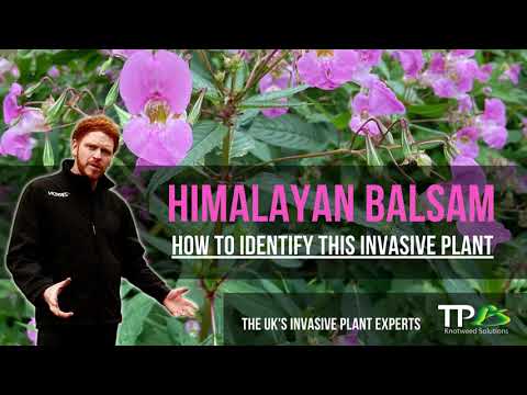 Video: Apa Itu Himalayan Honeysuckle – Perawatan Dan Informasi Himalayan Honeysuckle