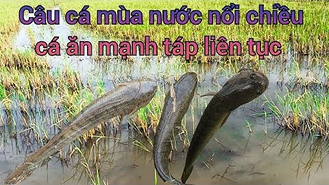 TẬP 5 ✅ 1 buổi chiều câu cá lóc trên ruộng lúa mùa nước nổi cá ăn rất mạnh 