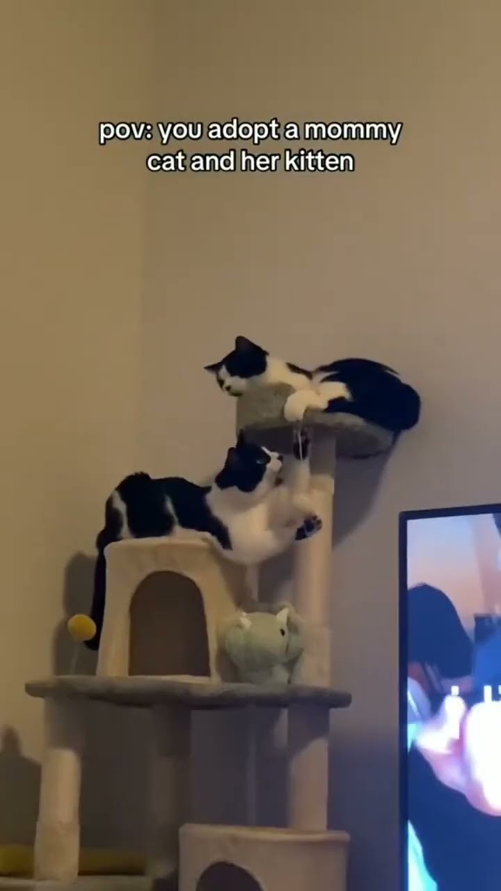 Precious adoption they get so chonky