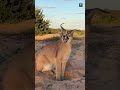 Even lions are afraid of this cat 😮 #CaracalFacts #WildNature