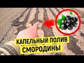 Капельный Полив Смородины (Капельное Орошение)