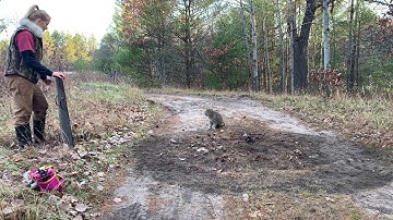 Releasing a Yearling Bobcat with Rear Foot Catch using a humane foothold trap