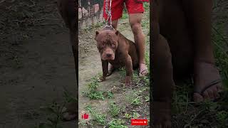 Pitbull American Bully