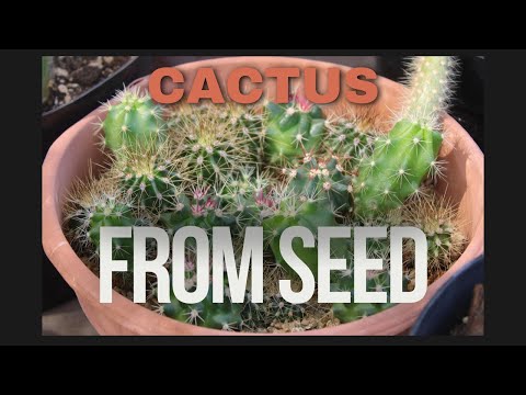 Cactus Seed Pack - 2 Year Results