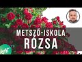 Rózsa metszés Szomoru Miklóssal - Fiskars Metsző Iskola