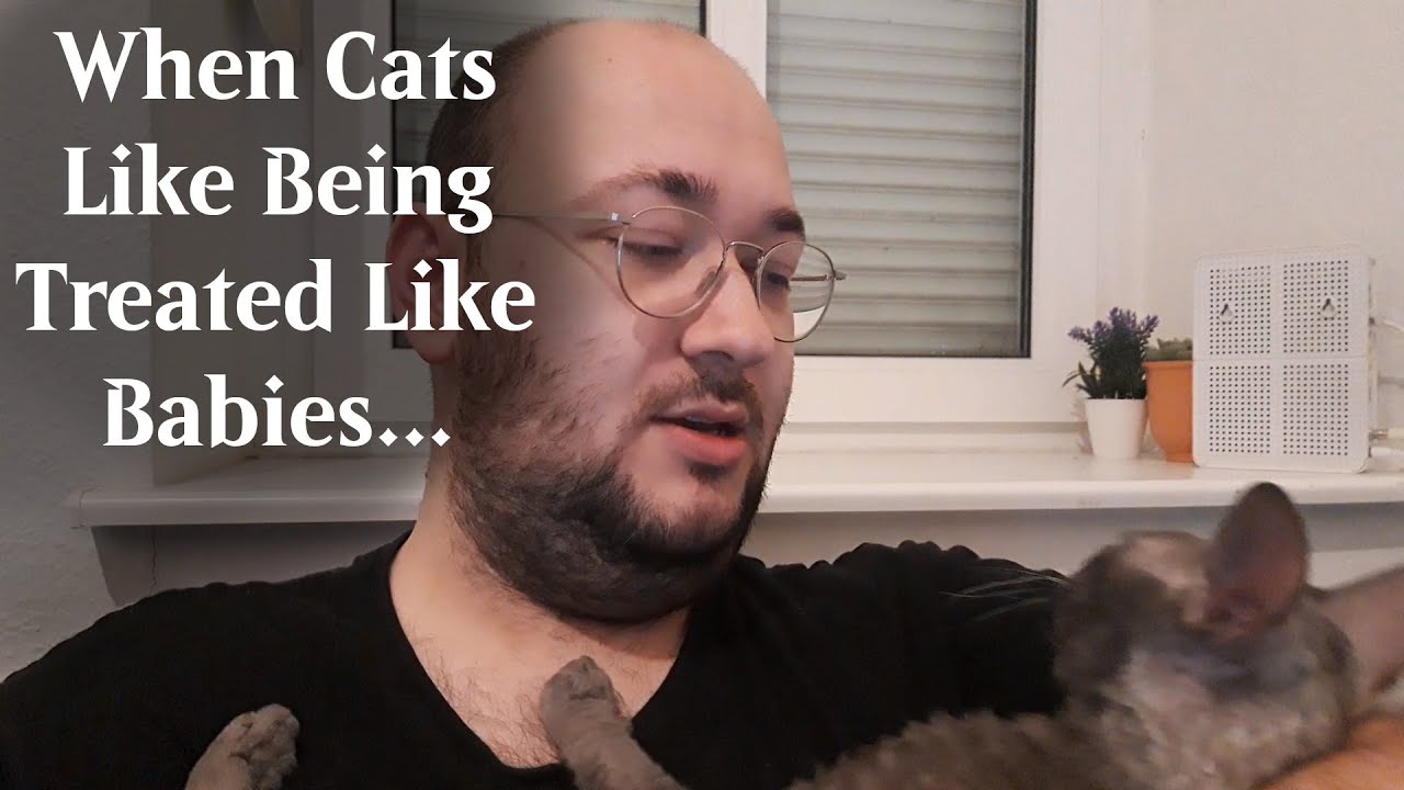 When Cats Like Being Treated Like Babies... YouTube