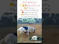 "Horse Prays with Its Owner 🐎🕌" #HorseLove#Loyalty#AmazingAnimals #viralvideo #viralshorts #ytshorts