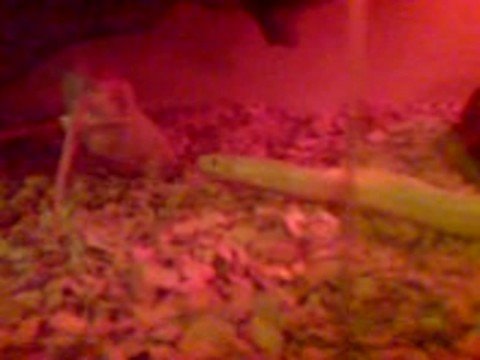 camera iphone 8 plus apk Gregs snake eating