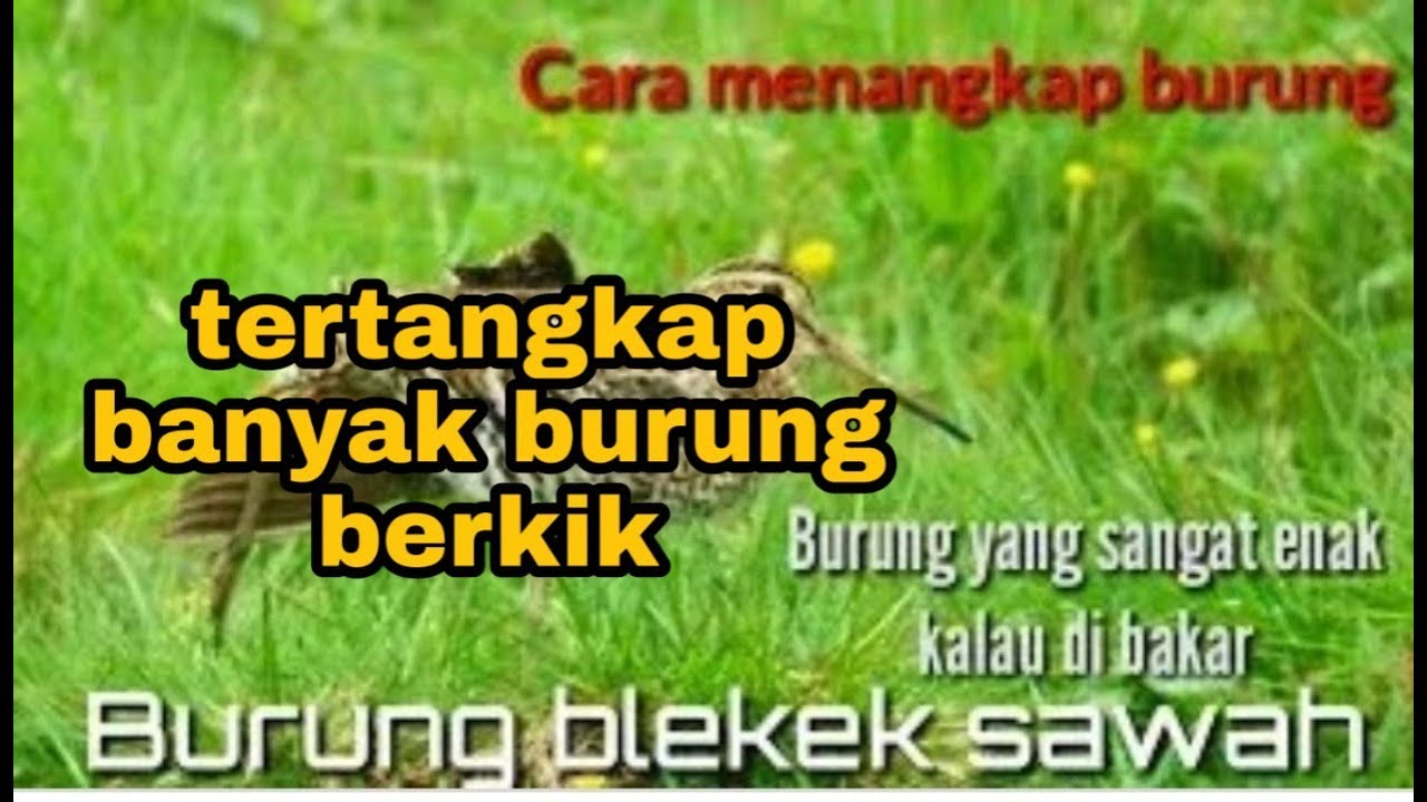 Part 4 mmenyisir gelapnya malam di melaboh 2 memburu burung berkik