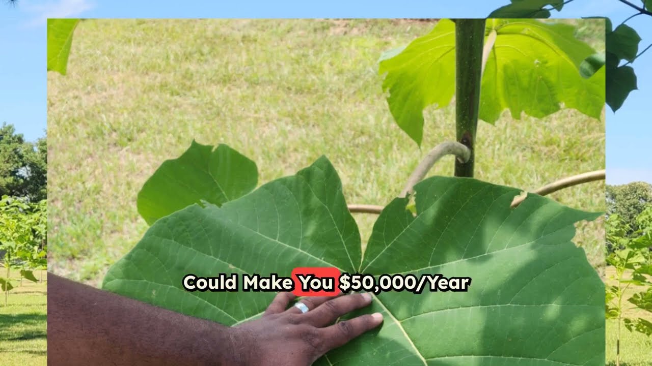 Discover the Profit Potential of Hybrid Paulownia Trees | Non-Invasive #plants #trees #paulownia