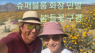 캠핑카타고 사막 봄꽃 구경 | The Springs RV Park Resort Golf | Desert Wild Flower Bloom Anza-Borrego