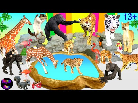 ठूलो बिरालो हप्ता - चिडियाखाना जनावर बाघ जगुआर जिराफ चिम्पांजी १३+