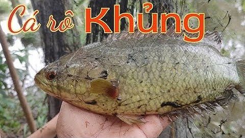 Thả lưới mùa nước lũ | Dính cá rô đồng khủng - Trọng Nghĩa Vlog #luoica @TrongNghiaVlog