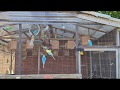 1 hour of Budgies Playing Singing and Talking in their Aviary!