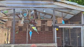 1 hour of Budgies Playing Singing and Talking in their Aviary!