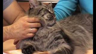 Диетология кошек с Ярославом Рюминым 4 / Cat food & Pet nutrition 4 Диетология кошек с Ярославом Рюминым 4 / Cat food & Pet nutrition 4