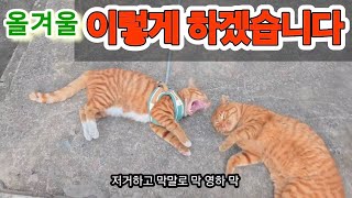 올겨울 라이온 이렇게 하겠습니다#고양이 #길냥이구조 #cat #길고양이일상 