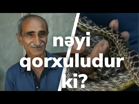 Video: Gürzə ilanları yeyir?