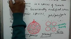 Biotechnology part 2,flavr savr tomato,polygalactouronase,pectin, middle lamella,goldenrice,vitaminA