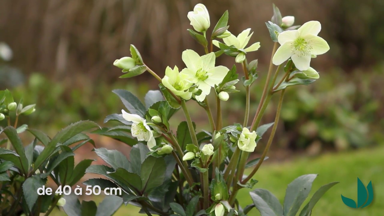 Cultiver l'hellébore (ou rose de Noël) Truffaut YouTube Cultiver l'hellébore (ou rose de Noël) Truffaut YouTube