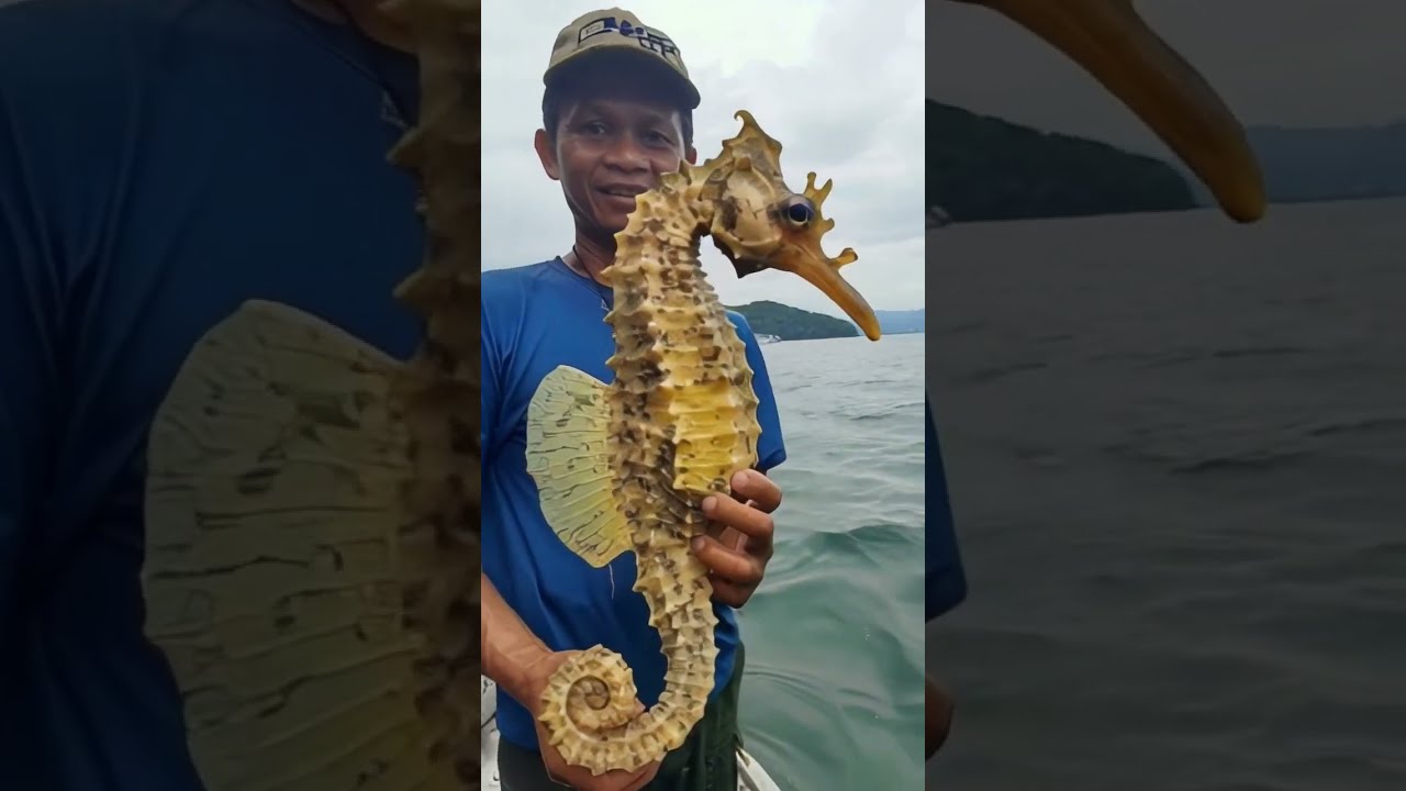 Giant Seahorse Caught On Camera 